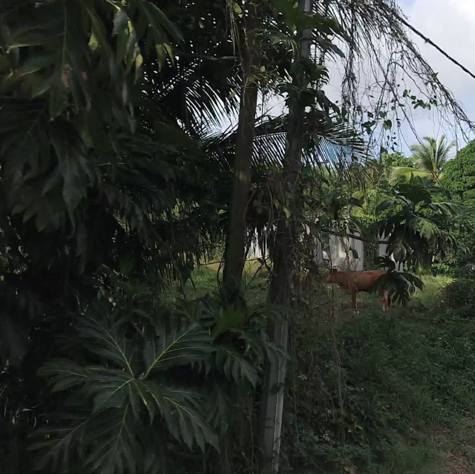 Terrain à vendre aux Abymes en Guadeloupe, propriété en liquidation judiciaire, cession encadrée par Offres jusqu'à fin juin 2026