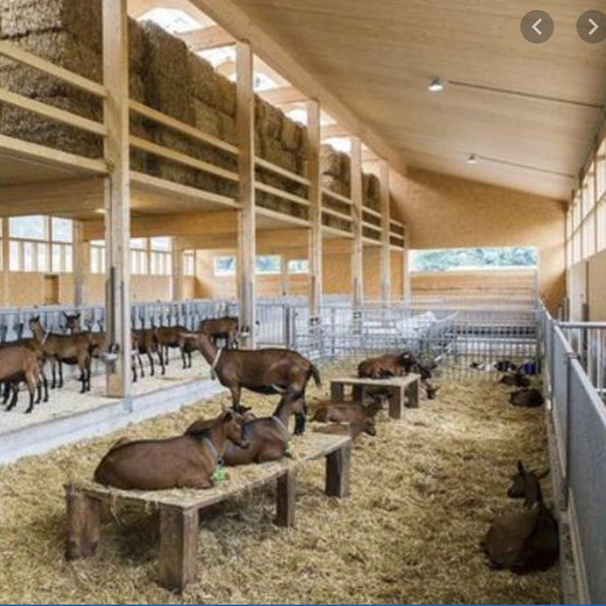 Exploitation caprine – Marigny (50) – Cession encadrée - Conciergerie Judiciaire